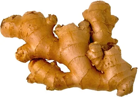 Ginger rhizome