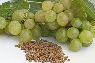 Grape seed