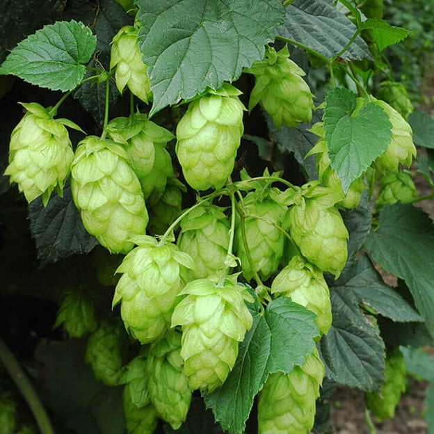 Hops extract