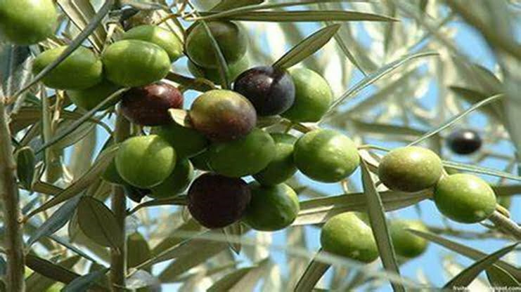 Olive fruit (Hydroxytyrosol)