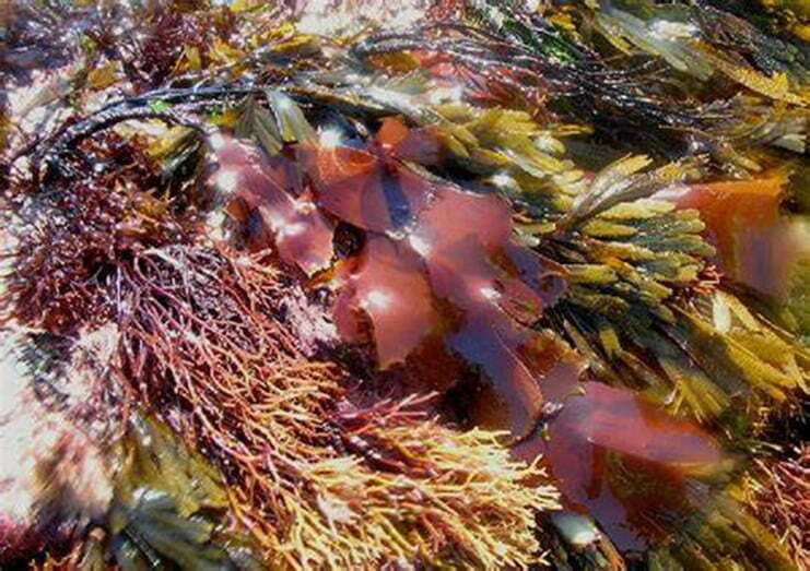 Buy Dulse Seaweed Online;